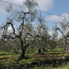 Strage di ulivi nelle province di Bari e Bat