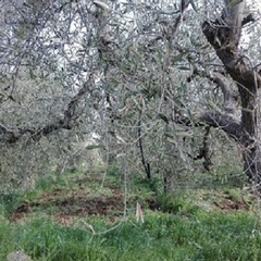 Strage di ulivi nelle province di Bari e Bat