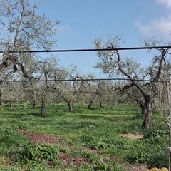 Strage di ulivi nelle province di Bari e Bat