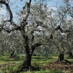 Strage di ulivi nelle province di Bari e Bat