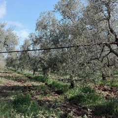 Strage di ulivi nelle province di Bari e Bat