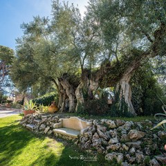 Tenuta Leonetti