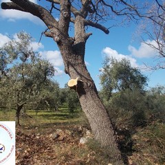 quercia JPG