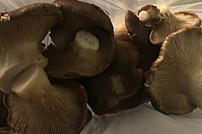 Presentato il programma della Sagra del fungo cardoncello a Spinazzola