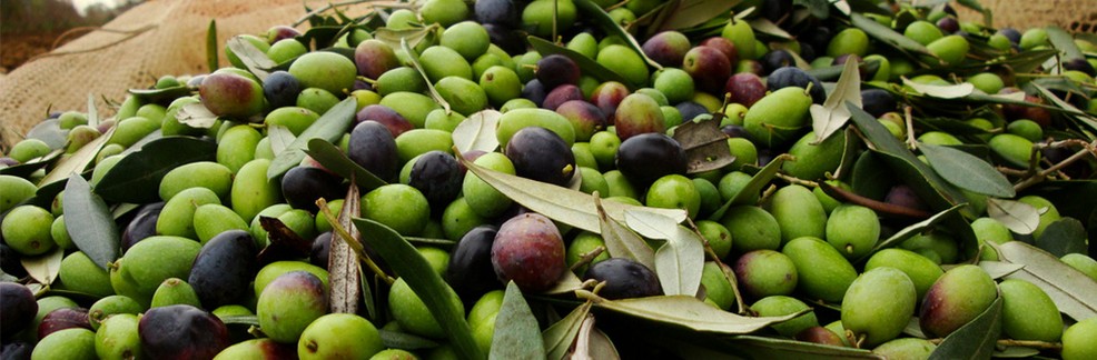olio olive