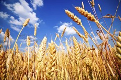 Prezzo del grano in picchiata, Confagricoltura Bari-Bat: «Stop speculazioni»