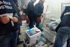 La Guardia costiera sequestra nella Bat numerose tonnellate di pesce mal conservato
