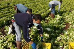 I sindacati chiedono la ripresa della Rete del Lavoro Agricolo di Qualità