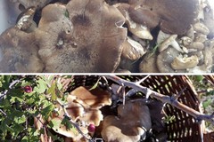 Alla scoperta del fungo cardoncello: patrimonio storico ed eccellenza culinaria della Murgia