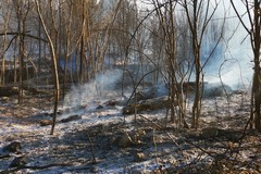 Incendio Bosco di Acquatetta, Tarantini: «Perdita di biodiversità immensa»