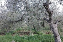 Maltempo, Coldiretti: "Strage di ulivi nelle province di Bari e Bat, sale la conta dei danni"