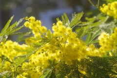 Giornata della donna, Coldiretti: «Mimose in dono da 5 pugliesi su 10»