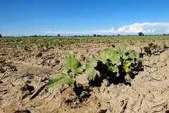 Agricoltura senz'acqua nella Bat. Cia Puglia: "Persi finanziamenti, è emergenza idrica"