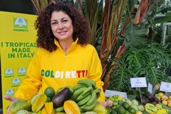 Clima tropicale in Puglia, aumenta la coltivazione di frutti esotici