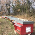 Crolla del 40% la produzione di miele, l'SOS delle api in Puglia