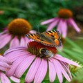 Alta Murgia: un Parco per api e farfalle