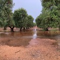 Piogge intense, in Puglia danni ai terreni e grave dispersione idrica