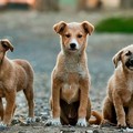 Cani randagi a Spinazzola: i cittadini si attivano per curarli