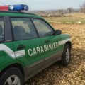 Carabinieri Forestali, aumento delle attività di controllo