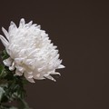 Commemorazione dei defunti, in fiori e crisantemi l'affetto per i propri cari