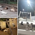 Cani randagi a Spinazzola: la segnalazione di un cittadino
