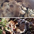 Alla scoperta del fungo cardoncello: patrimonio storico ed eccellenza culinaria della Murgia