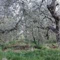In Puglia aumentano i furti olive: danni all'economia
