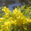 Giornata della donna, Coldiretti: «Mimose in dono da 5 pugliesi su 10»