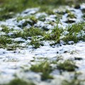 Primavera con la neve a Spinazzola, Coldiretti: «A rischio le colture»