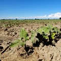 Agricoltura senz'acqua nella Bat. Cia Puglia:  "Persi finanziamenti, è emergenza idrica "