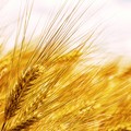 L'allarme di Cia Puglia: «Nuovo ribasso del grano duro, 15 euro in meno a tonnellata»