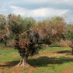 Al via i controlli della Regione Puglia per la  "Xylella fastidiosa "