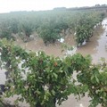 Copagri Puglia:  "I fondi per la calamità non ci sono "
