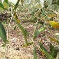 Maltempo: è strage di ulivi, danno + 40% in aree colpite