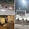 Cani randagi a Spinazzola: la segnalazione di un cittadino