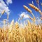 Filiera del grano duro, Di Noia: «Difendere il grano, significa difendere gli agricoltori e il territorio»